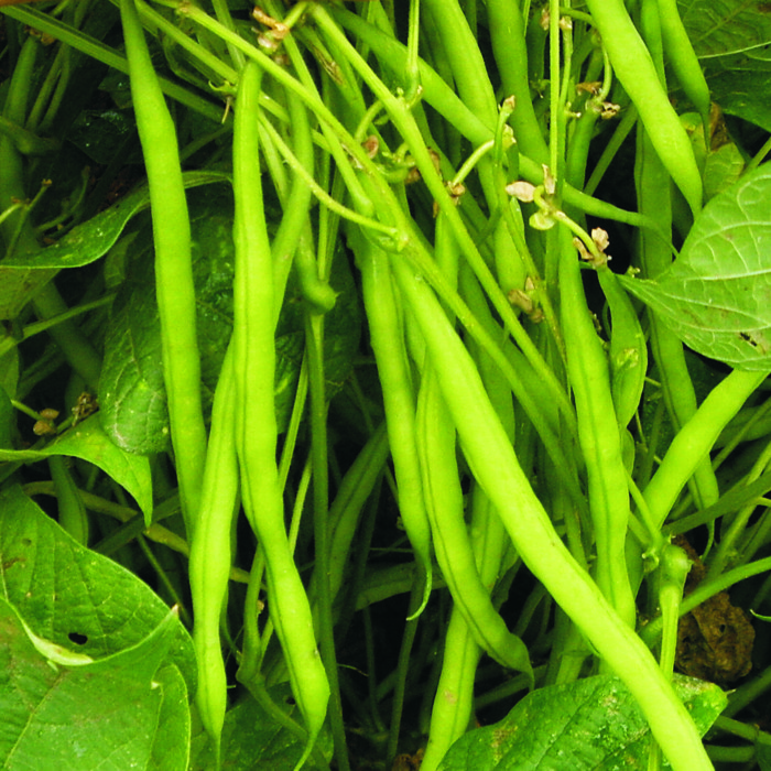 Mongeta tendra RODONA