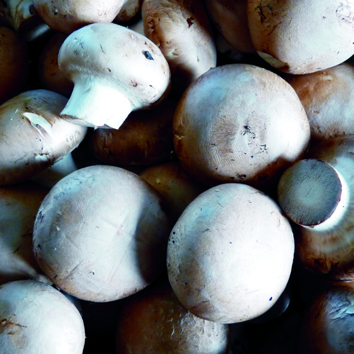 Xampinyó PORTOBELLO -Rioja-