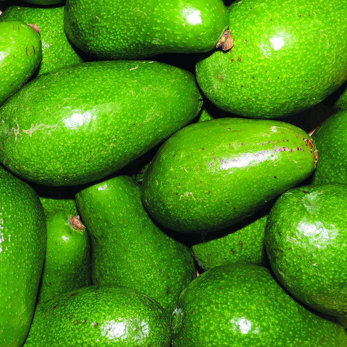 Alvocat FUERTE -Andalusia-