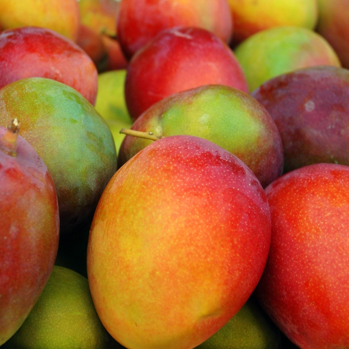 Mango -Perú-