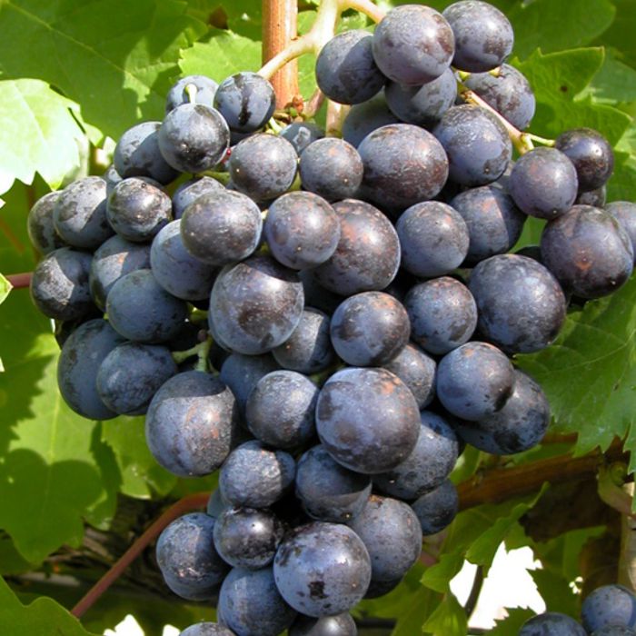 Raïm vermell -C.Valenciana-