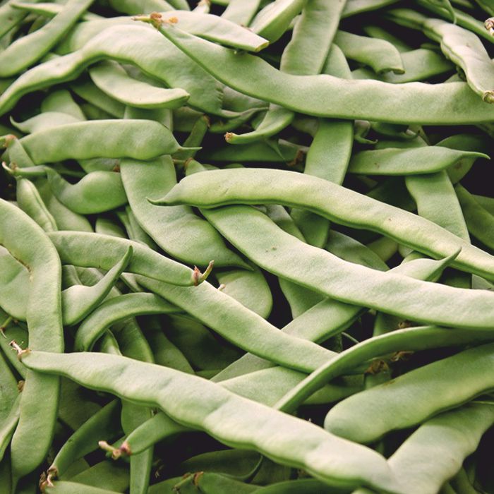 Mongeta tendra PLANA -Andalusia-