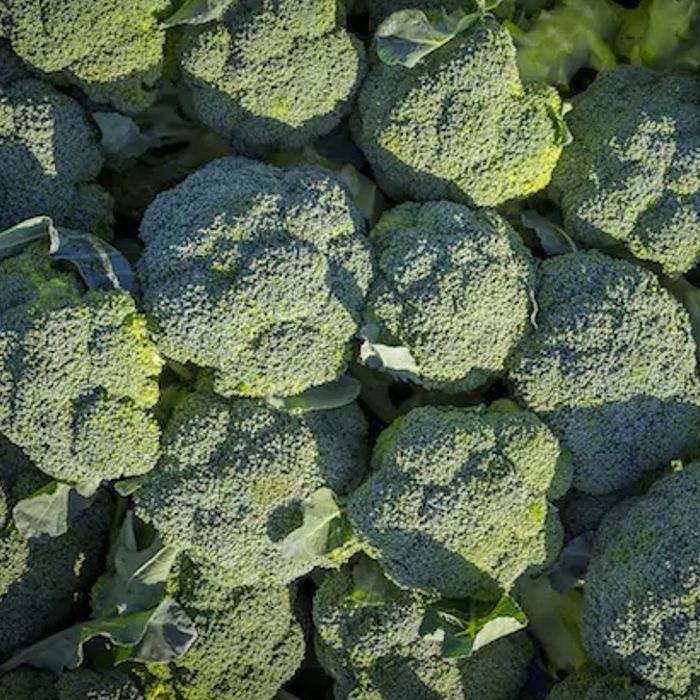 Bròcoli -R. de Múrcia-