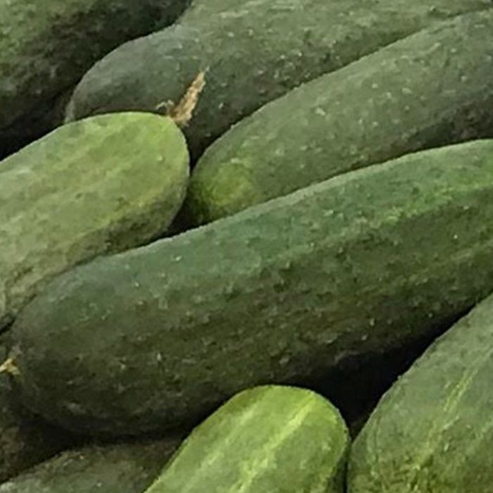 Cogombre -Andalusia-