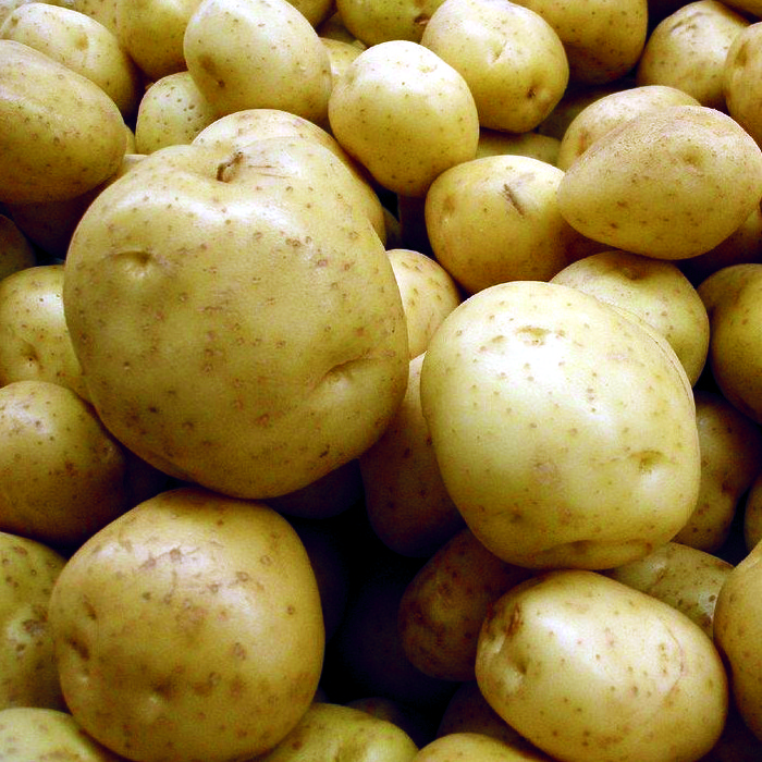 Patata AGRIA -Castella i Lleó-