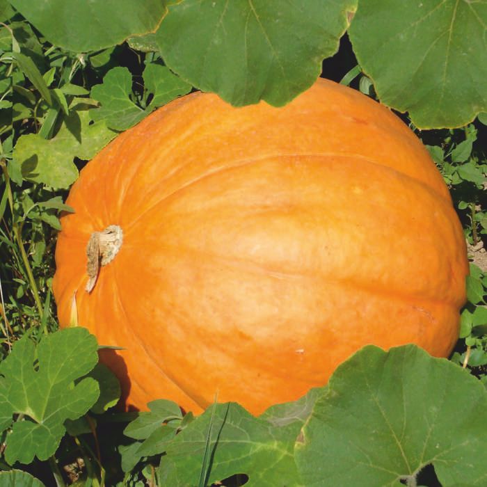 Carbassa Potimarron