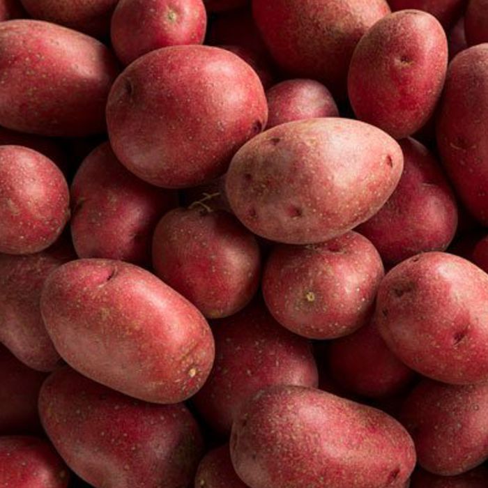 Patata RUDOLPH -Castella i Lleó-