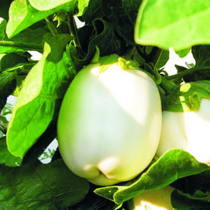 Albergínia blanca