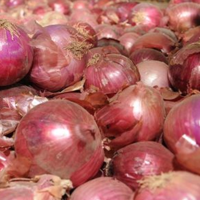 Ceba seca MORADA AMPOSTA
