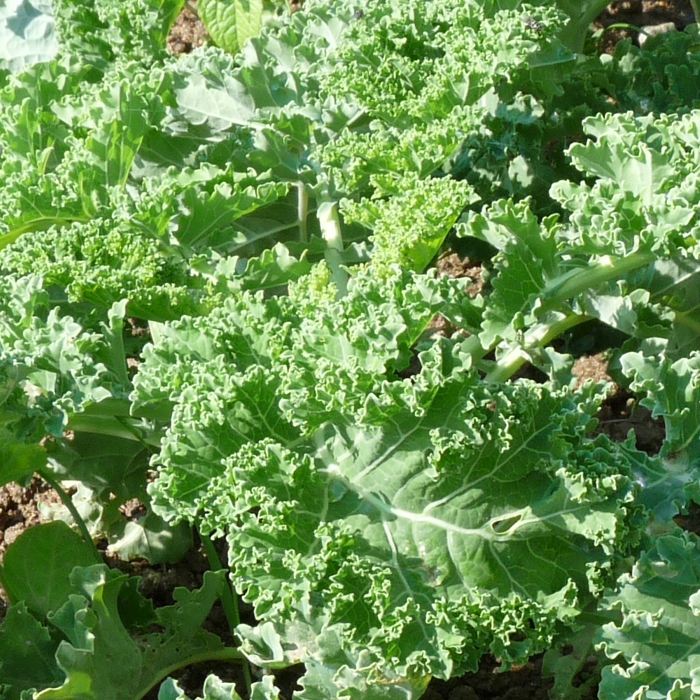 Col kale (kg)