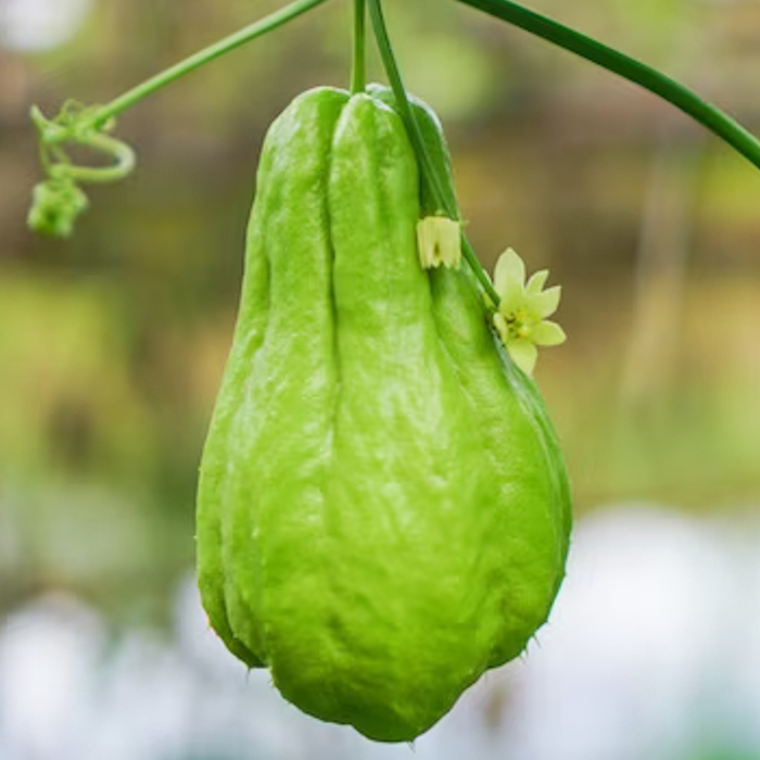 Xaiota "Chayote"