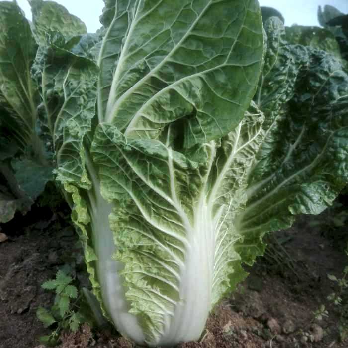 Col Xina (kg)