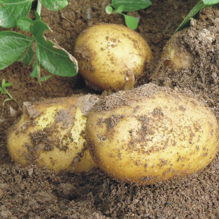Patata JAERLA