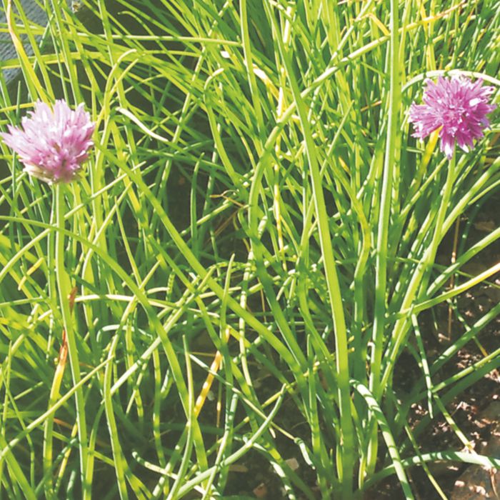 Cibulet (manat 40g)