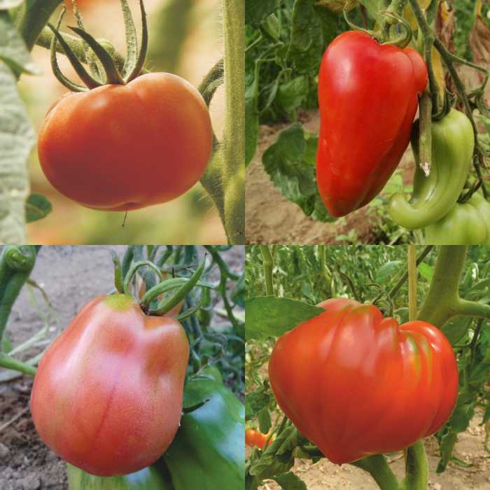 Tomàquet MADUR