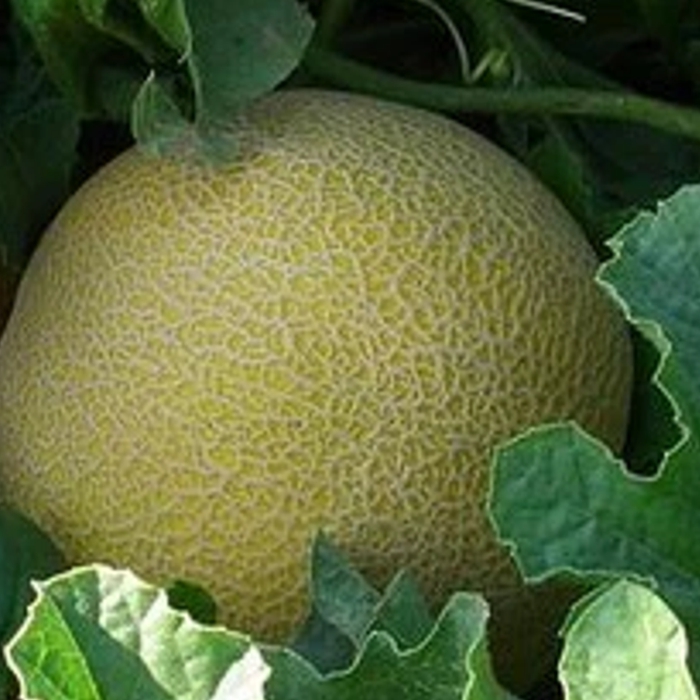 Meló Galia